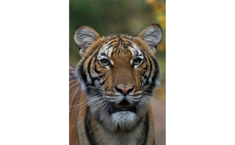 nadia the tiger