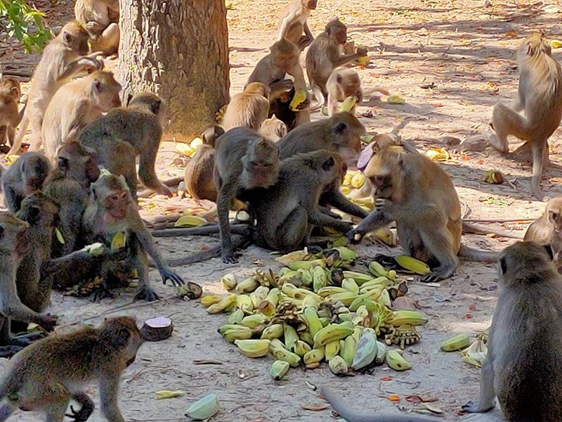 Hungry monkeys