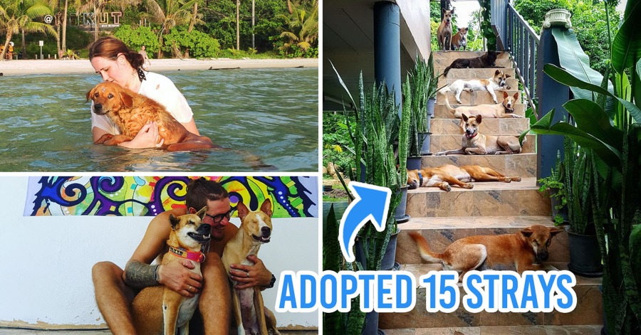 Couple Moves To Island In Thailand To Care For Injured And Disabled Dogs
