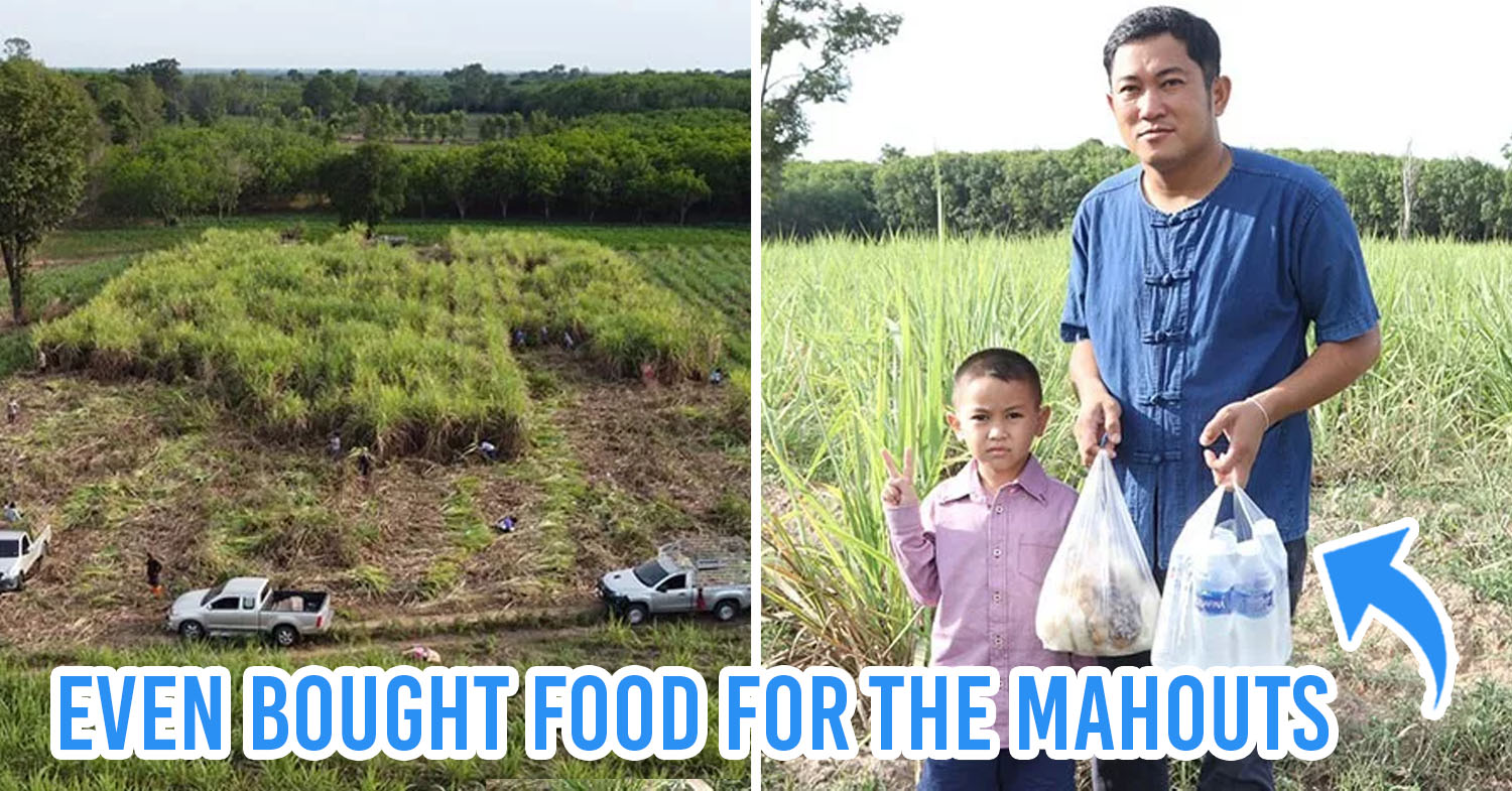 Thai Plantation Owner Gives Away 60 Tons Of Sugarcane To Feed Unemployed Elephants