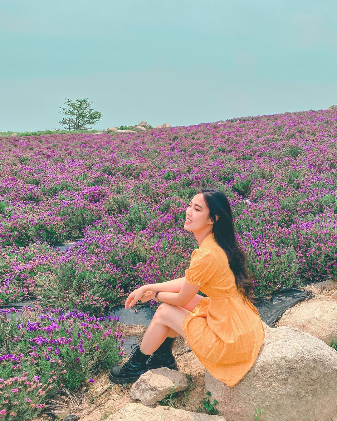 Lavender field in South Korea