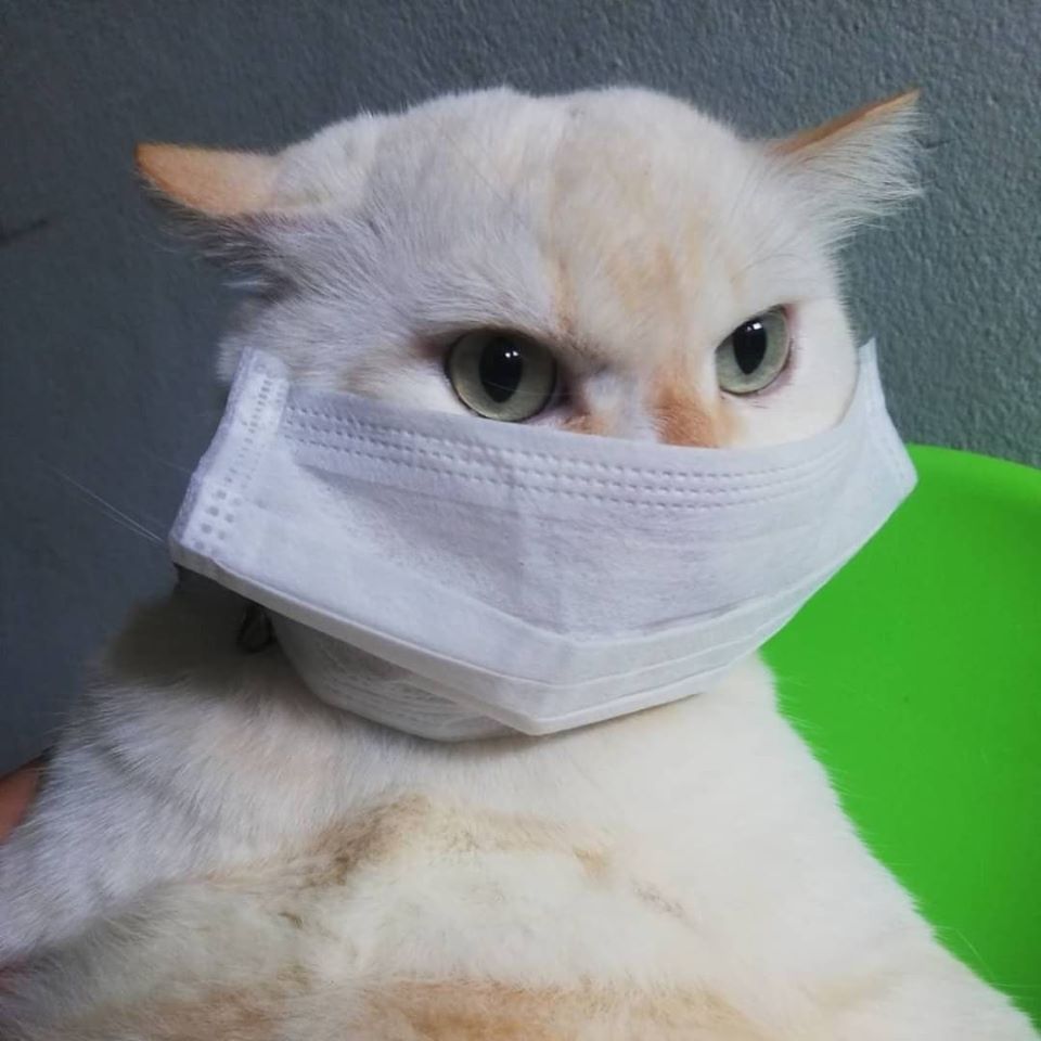 grumpy cat facemask