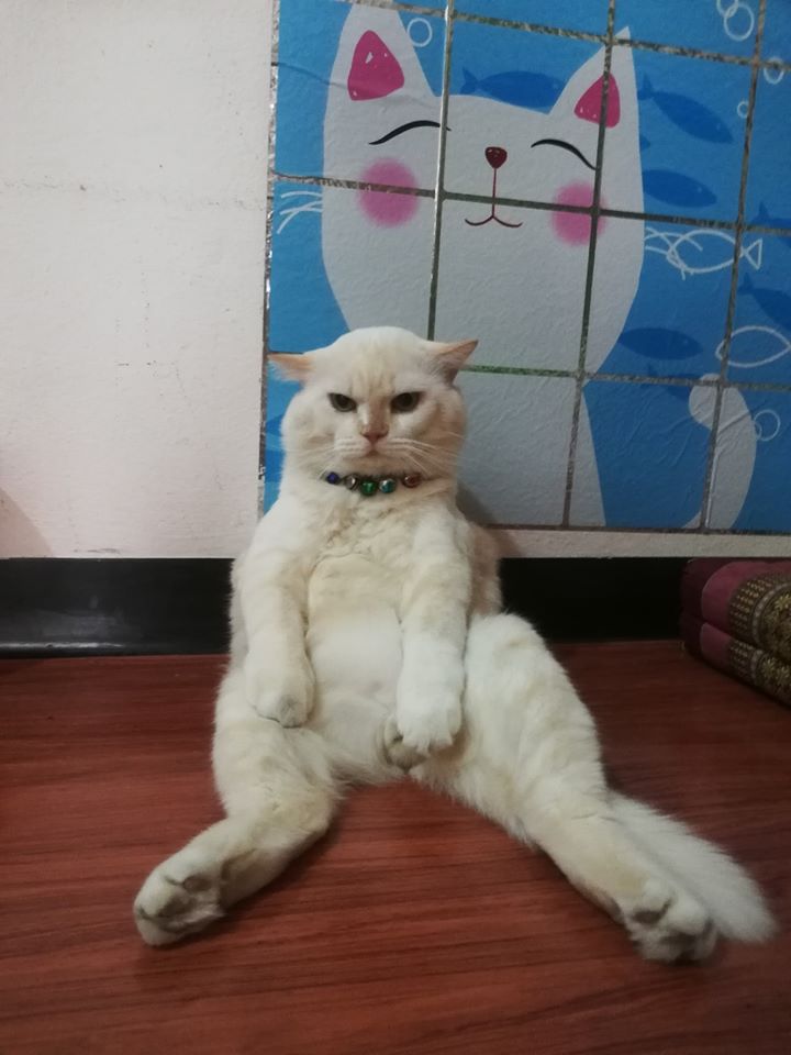 grumpy cat thailand 3