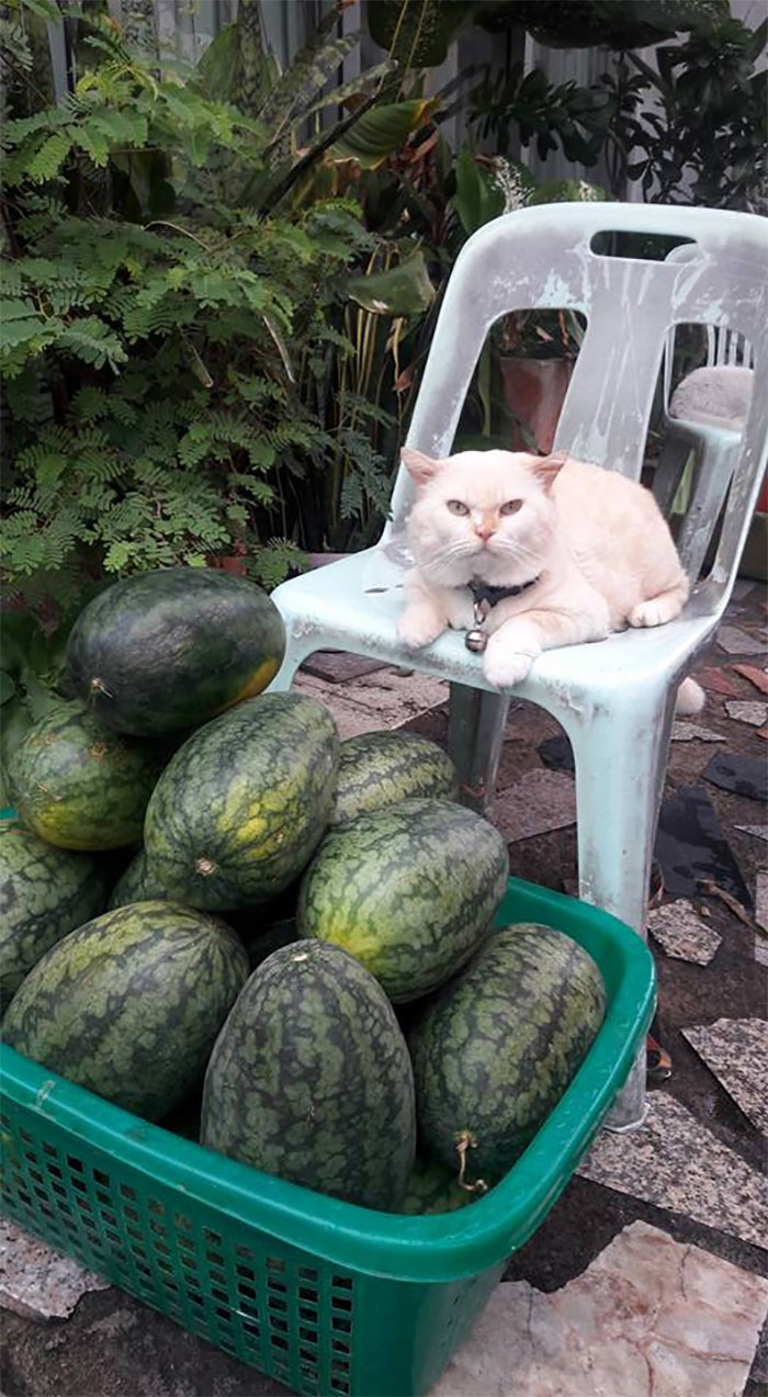 grumpy cat thailand watermelons