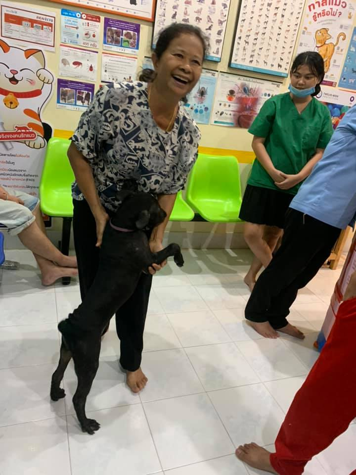Puppy Gets Lost In Thailand