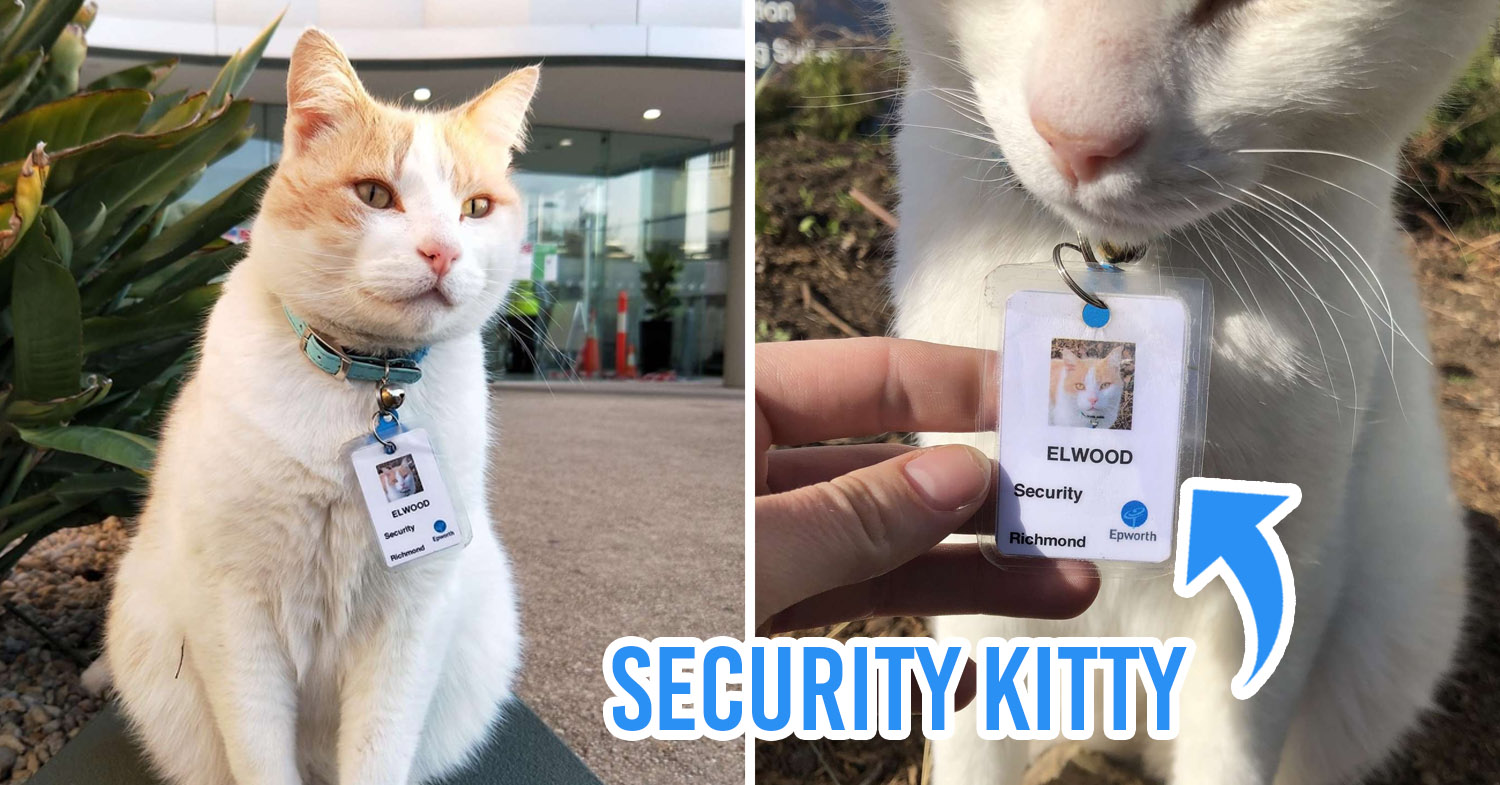 Cat security Australia