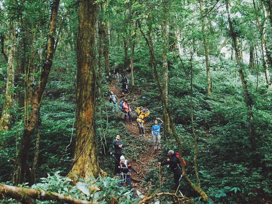 HikingTrail mokoju forest