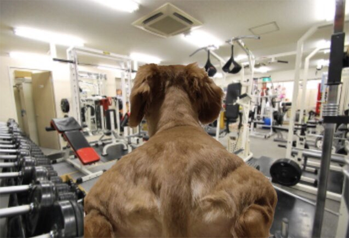 muscular dog 3