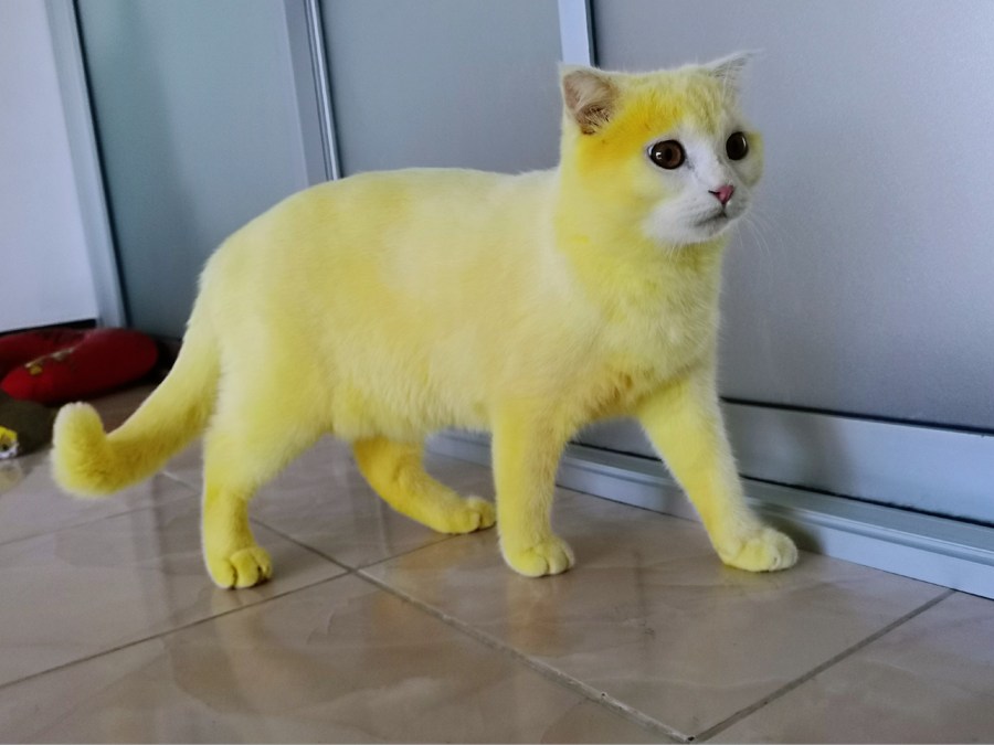 Cat Pikachu