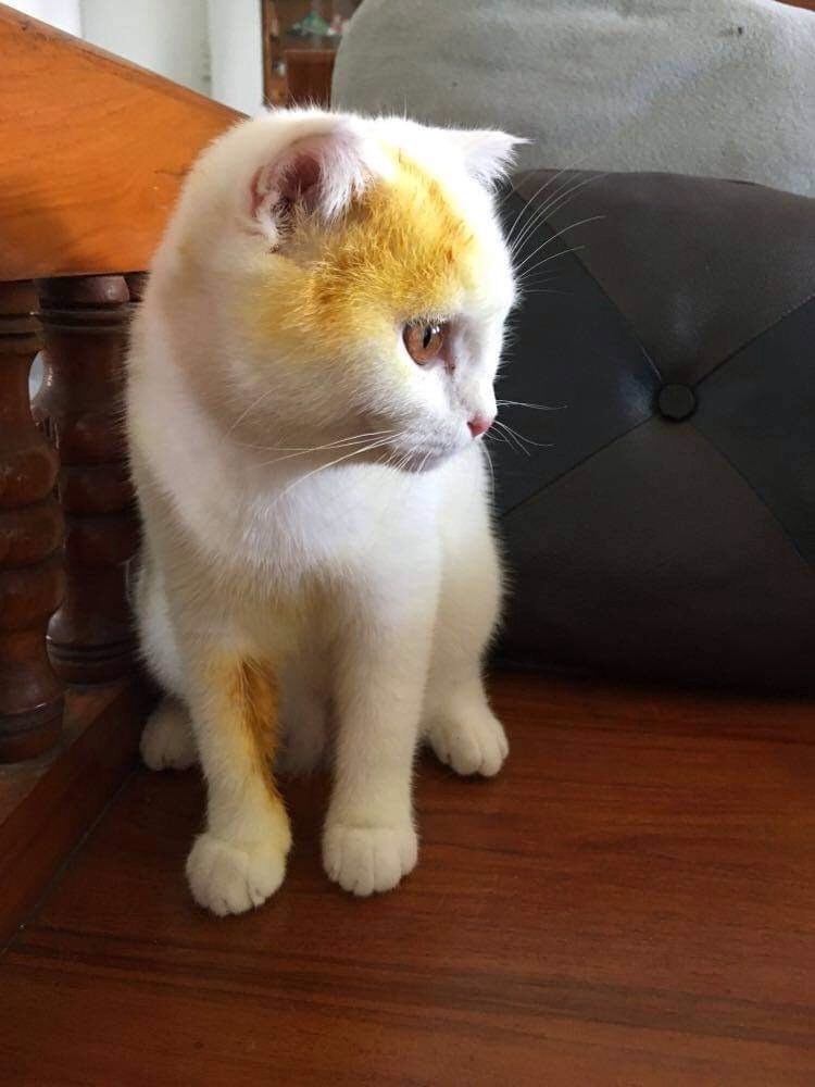 Cat Pikachu