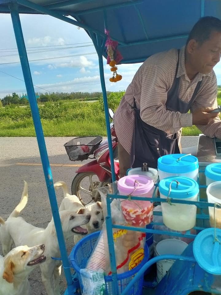 Free ice cream for dog