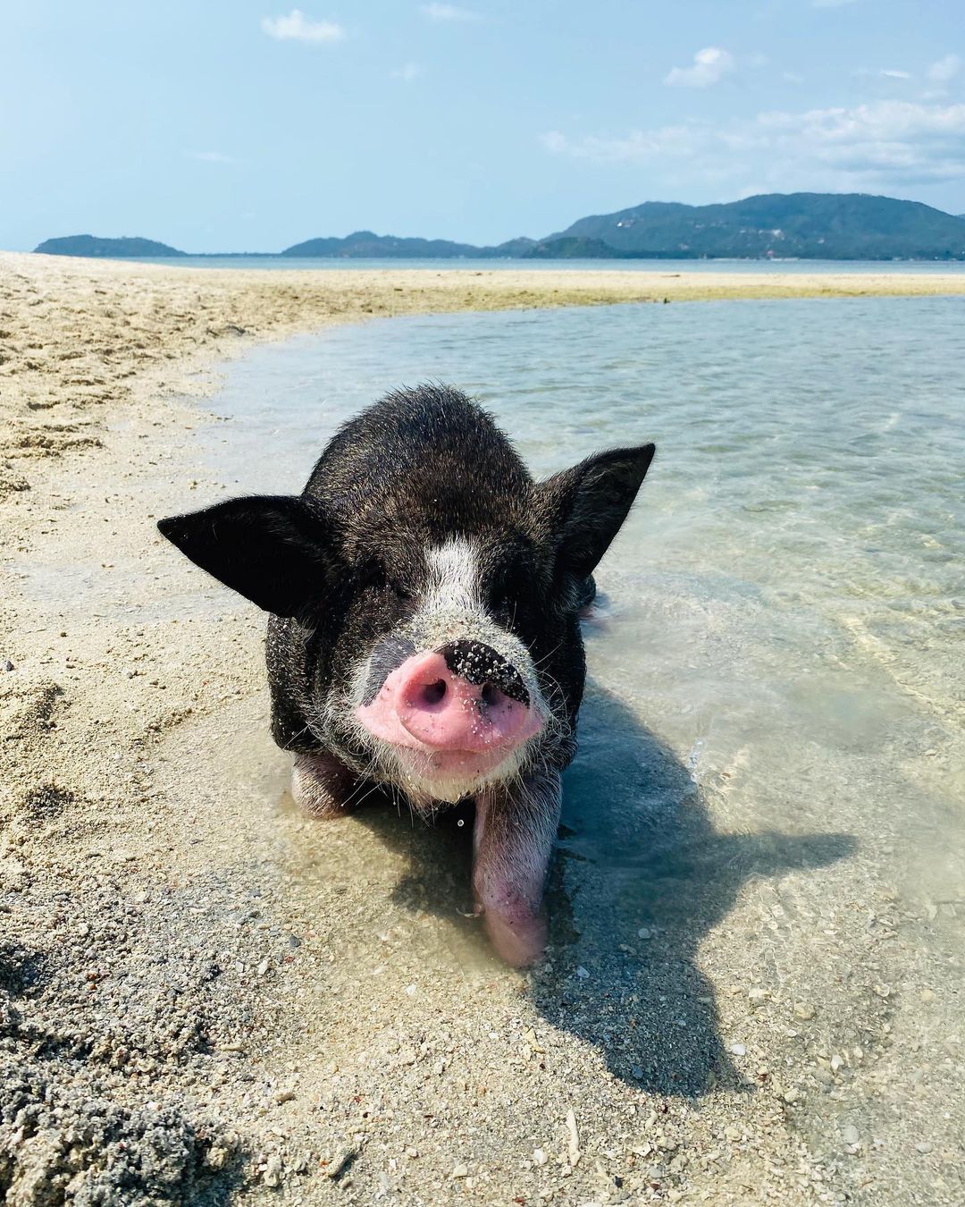 Koh Matsum Is A Little Known Island Off Koh Samui Where You Can Swim With Piglets 