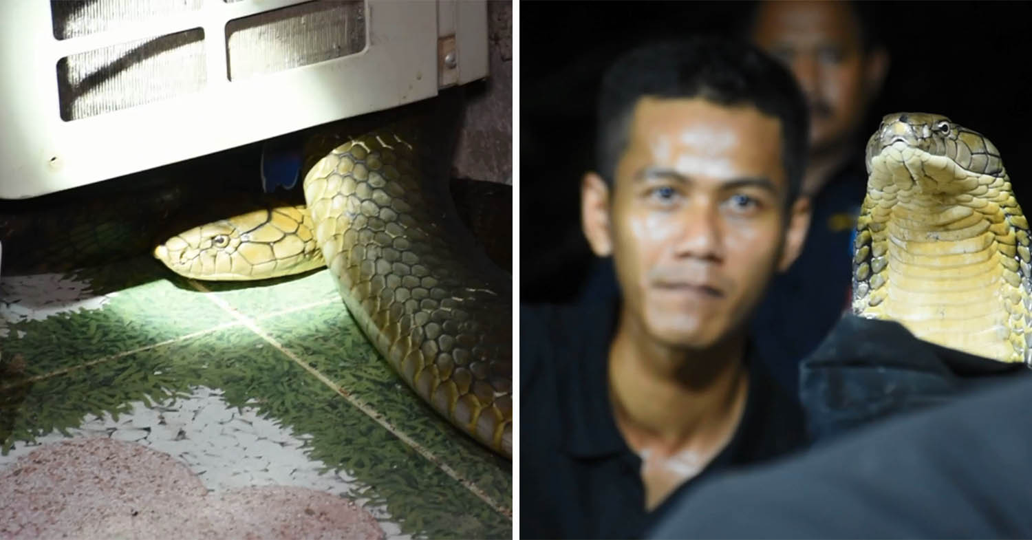 Thai Man Finds Two ~3M-Long Cobras Mating In His Storage Room, Calls Animal Control