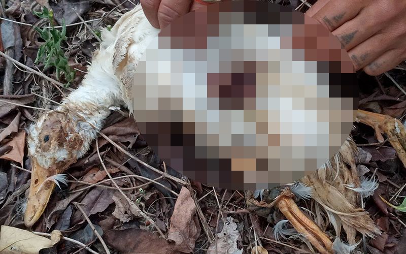 Thai Farmer Finds Duck Mauled & Stripped Of Organs, Blames Visit From Possessed "Pee Pao"