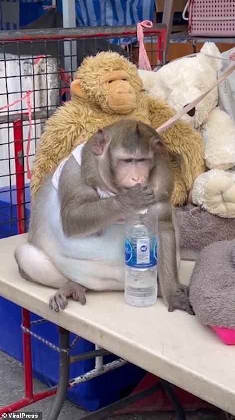 Monkey In Thailand Must Undergo Weight Loss Program Due To 'Unnatural' Obesity 