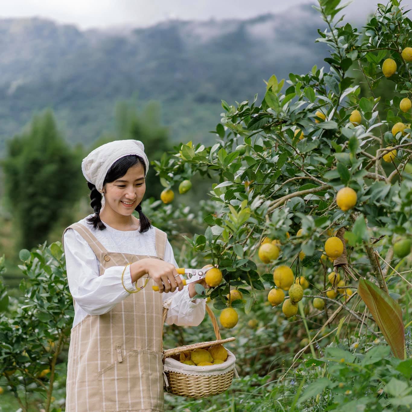 girl picking lemons