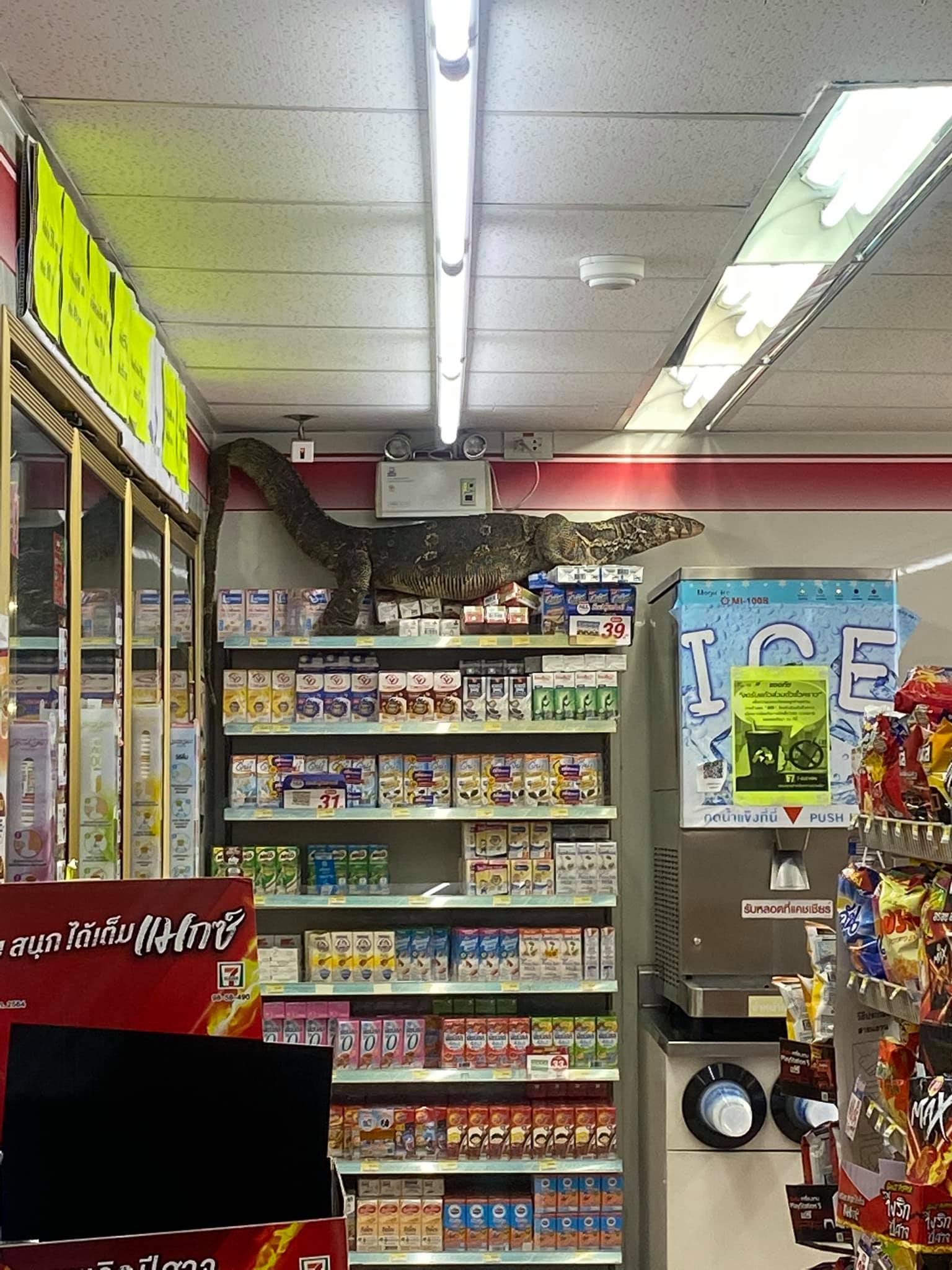 lizard on shelves