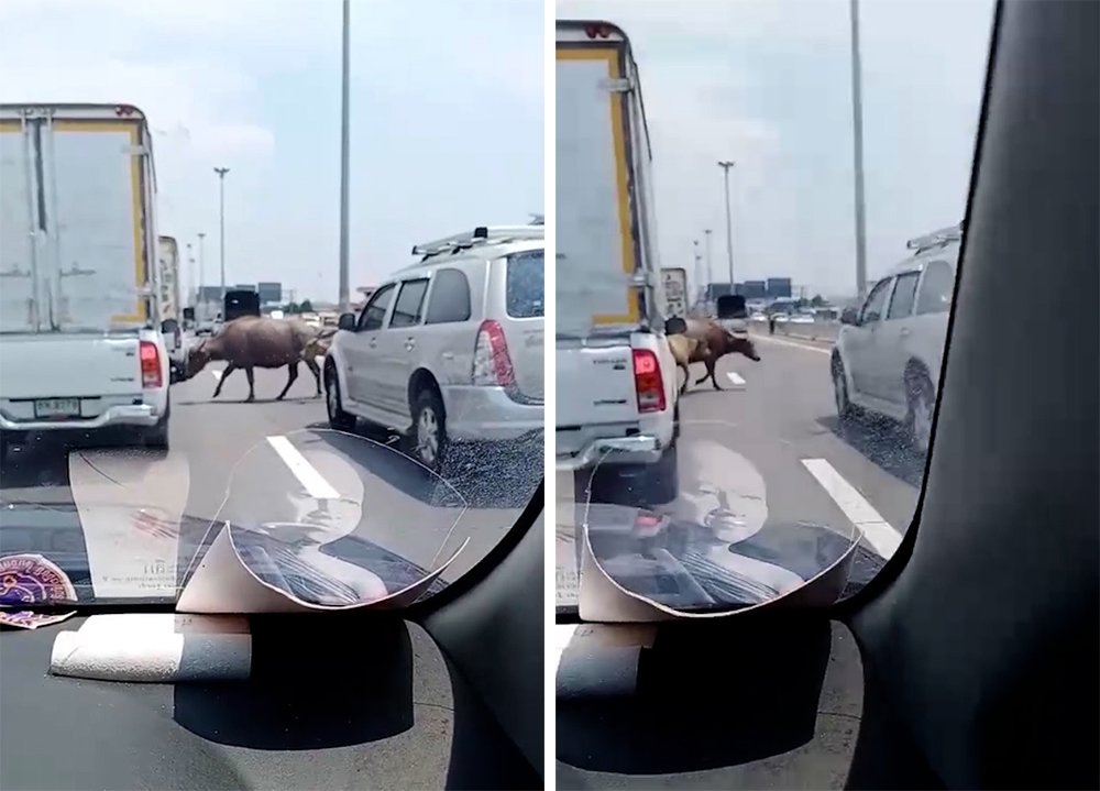 Three Buffaloes Caught Making Their Way Downtown On One Of Thailand’s Busiest Motorways