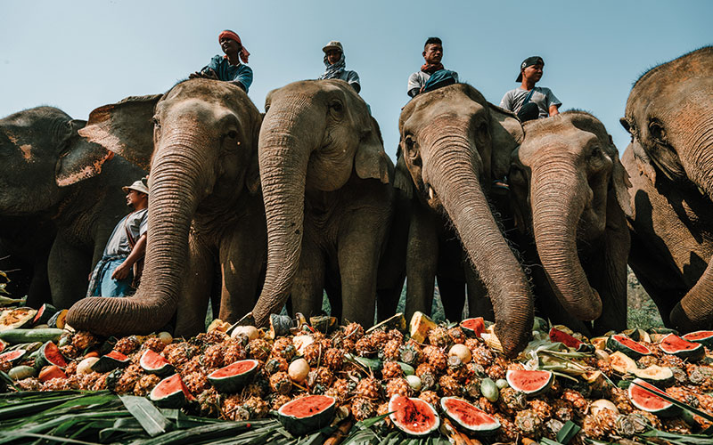 Elephant Loses A Tooth During Fruit Buffet, Locals Find It Auspicious