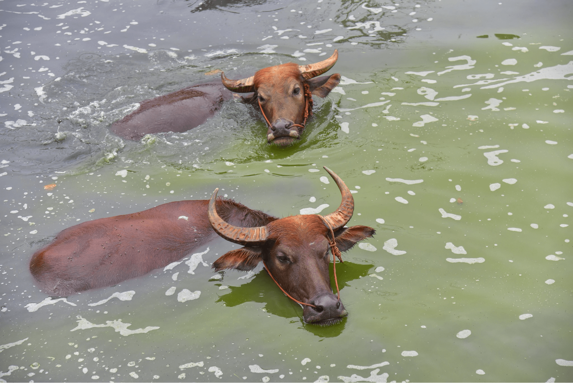 water buffaloes