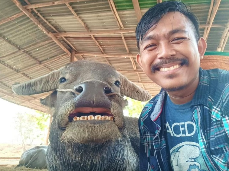 Man Reunites With Stolen Smiling Buffalo, He Recognized His Trademark Grin