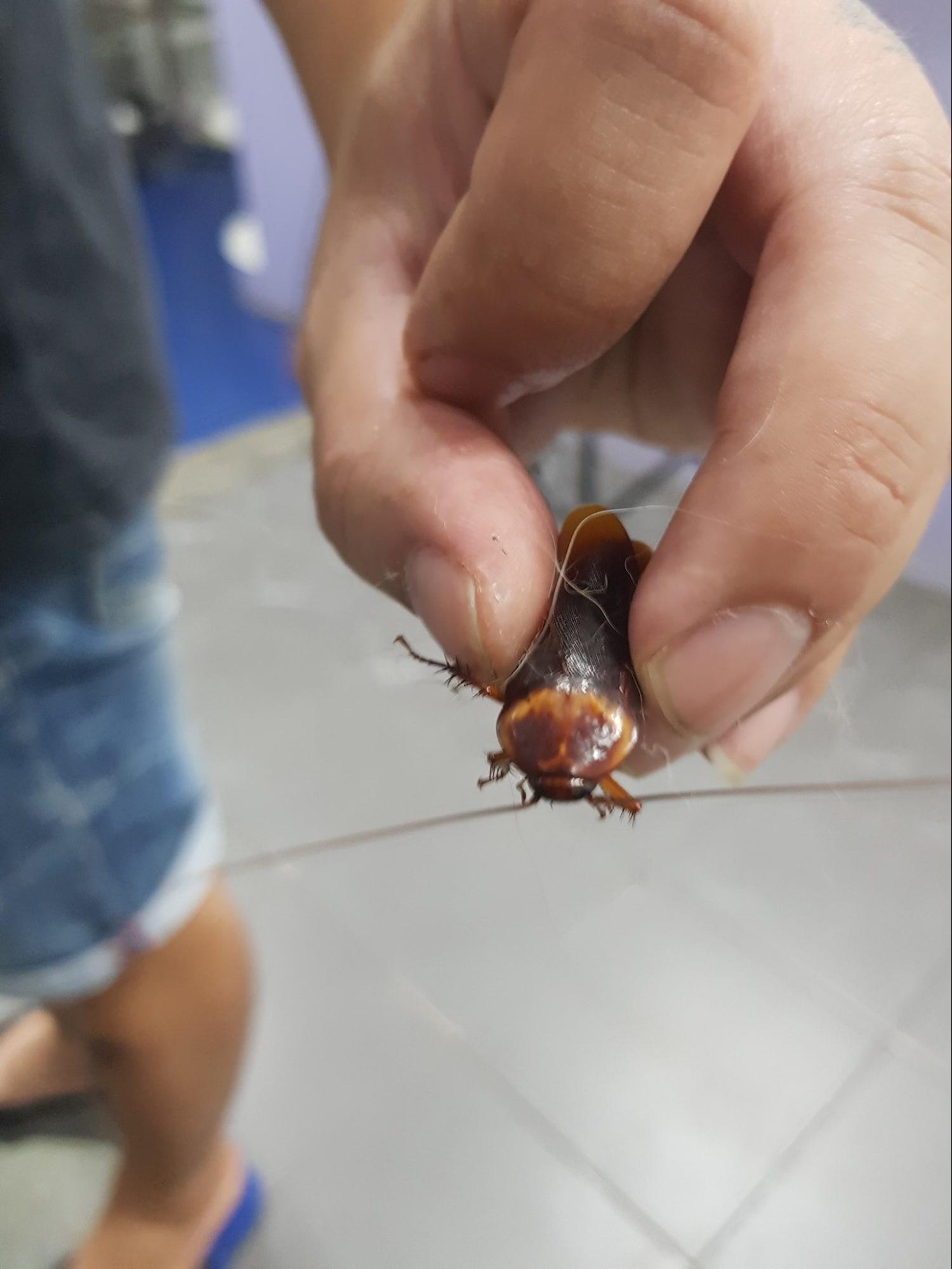 Thai Vet Revives An Injured Cockroach, Oxygen Chamber Used In Emergency Rescue