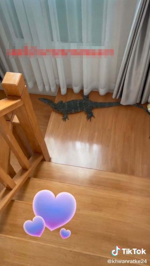 Monitor Lizard Visits TikToker's House, Helps Her Pick A Lucky Lotto Number