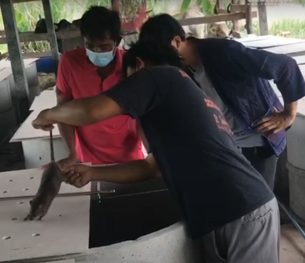 Thai Rat Breeder Makes ~$1,400 A Month Buying & Selling Rats To Locals To Use In Their Cooking