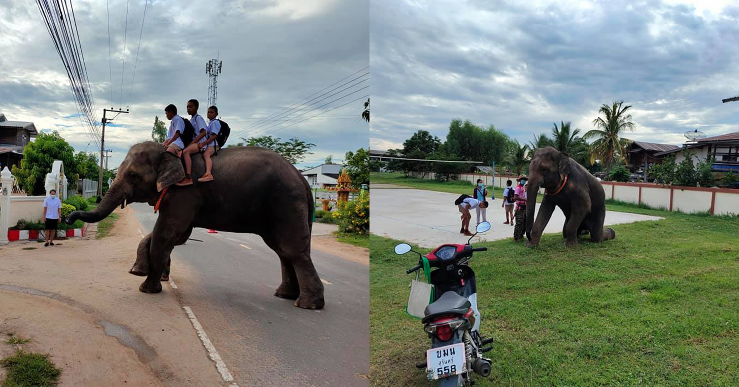 elephant-school-ride