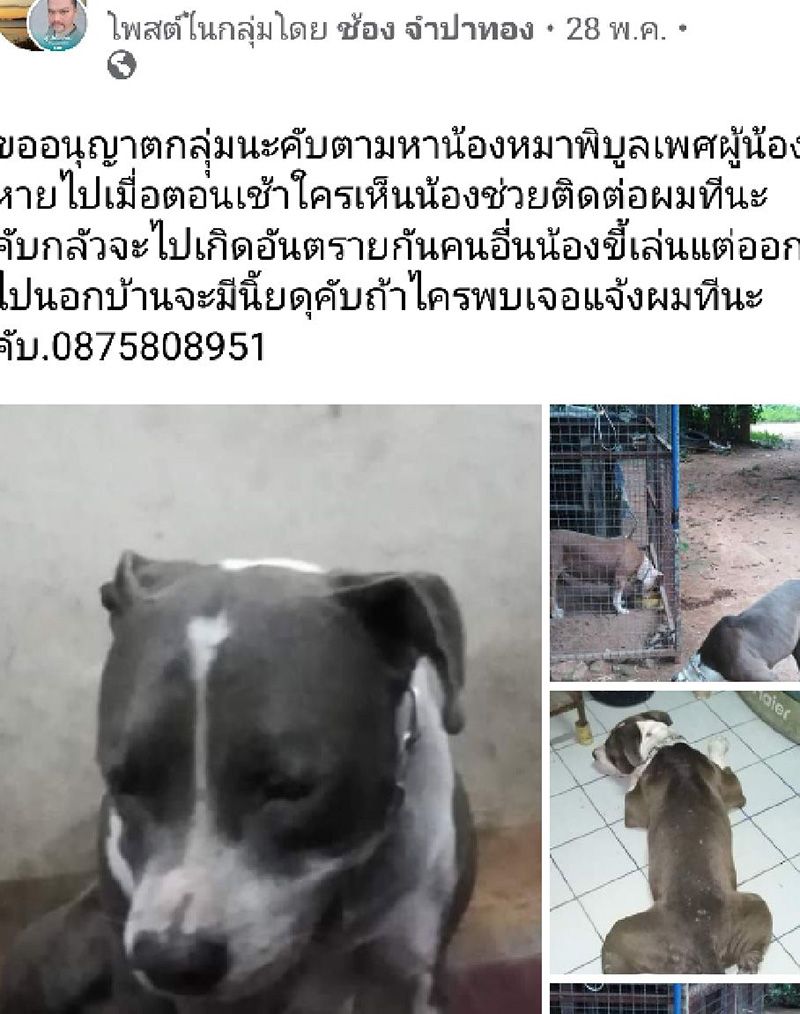 Pitbull Rescued From Drain In Chonburi, Reunited With Family After 7 Days