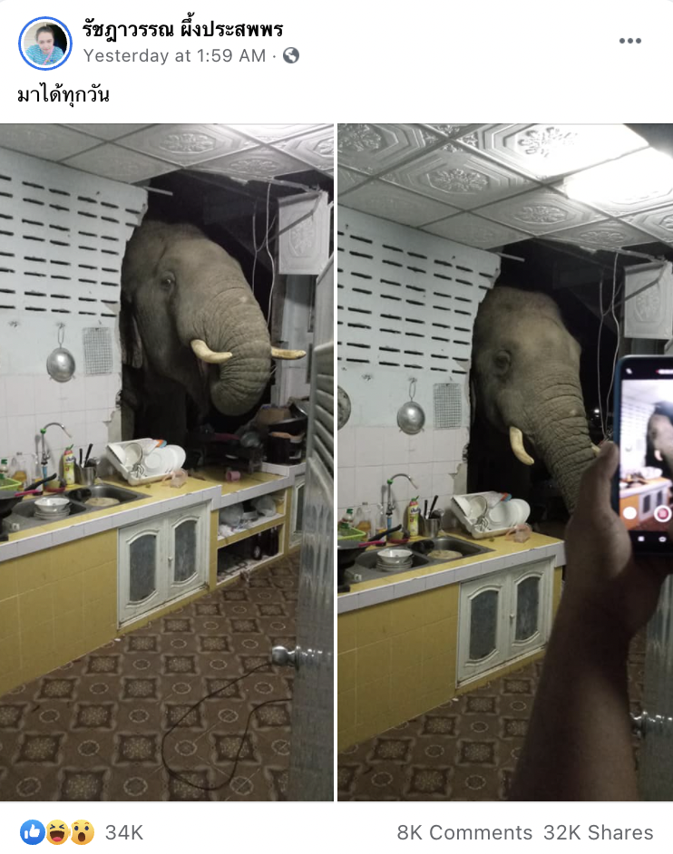 elephant-breaks-kitchen-wall