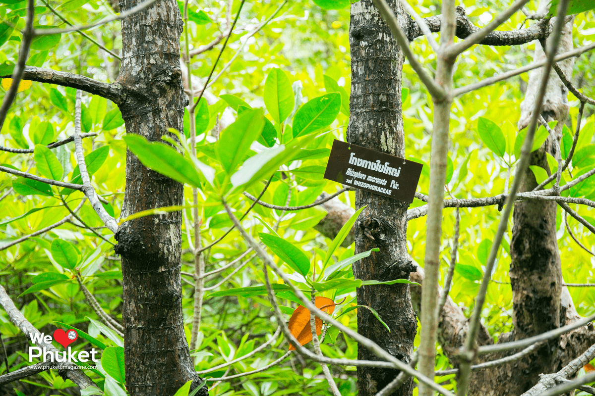 mangrove-forest-phuket