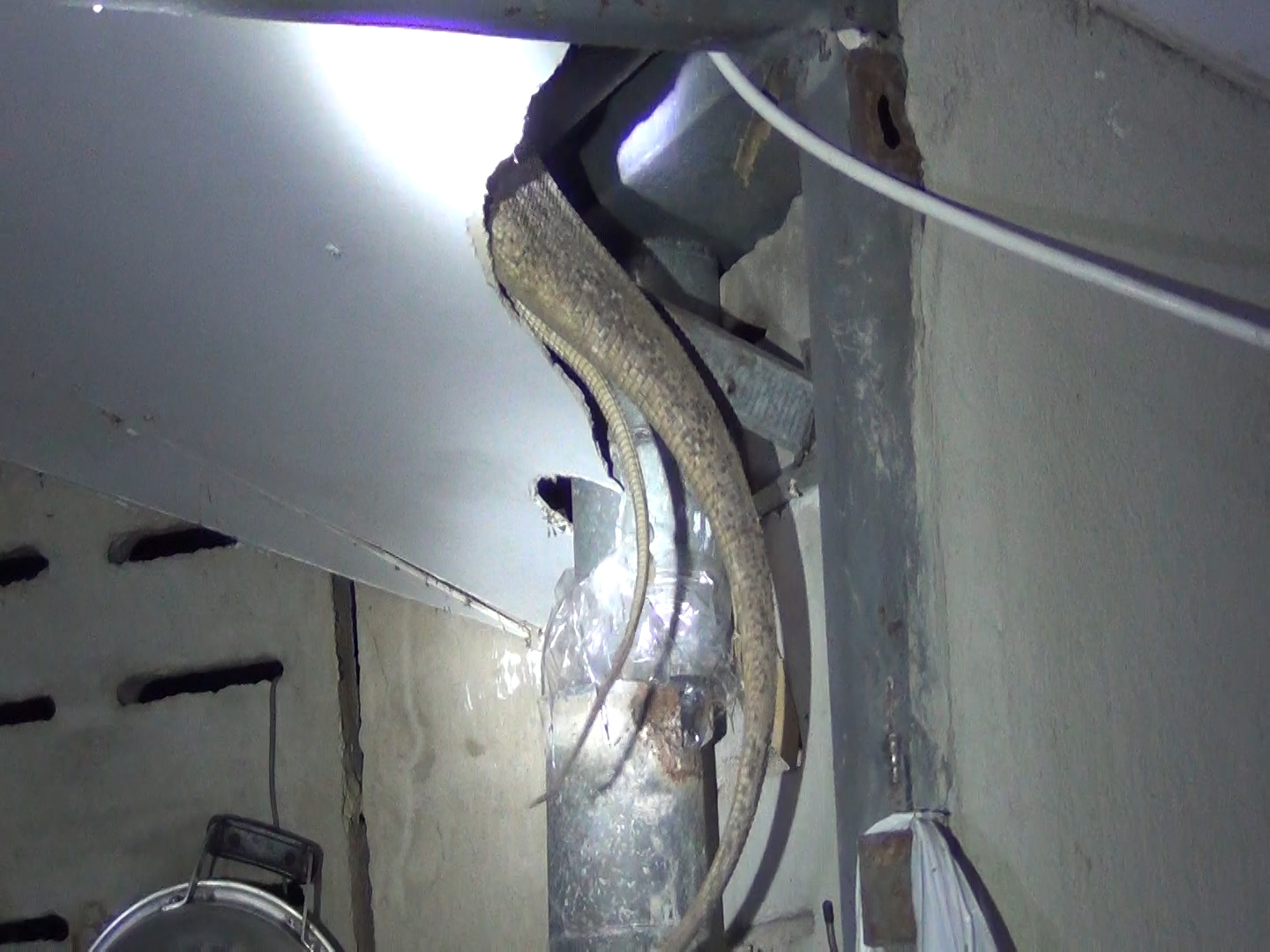 monitor-lizard-kitchen-ceiling