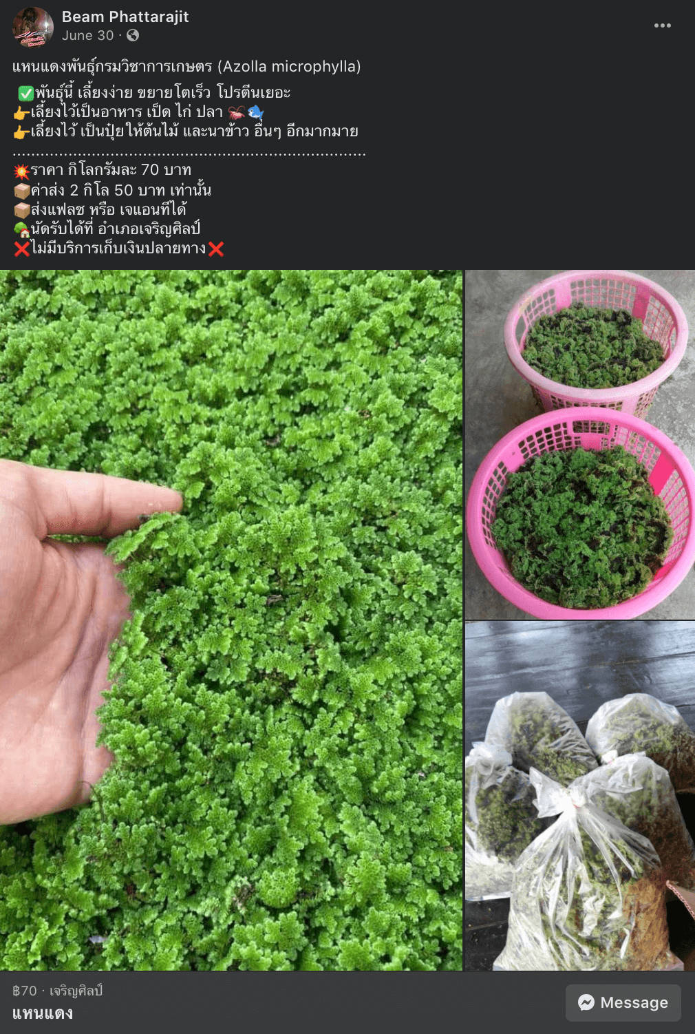 plant on sale