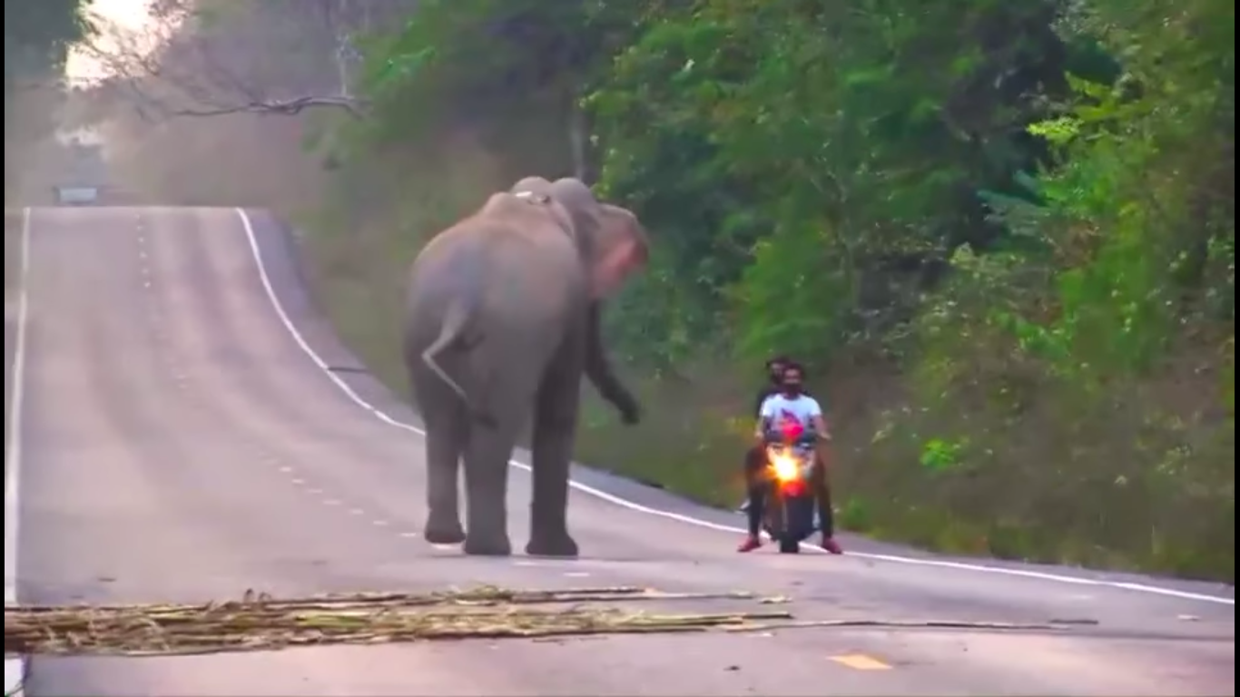 Elephant-charges-at-tourists