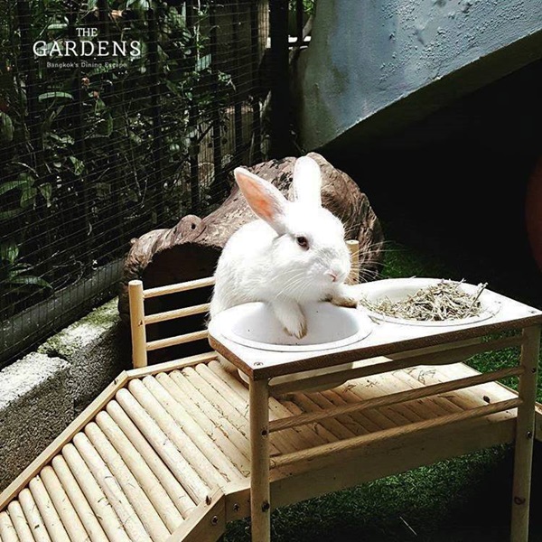 bunny-garden-bangkok