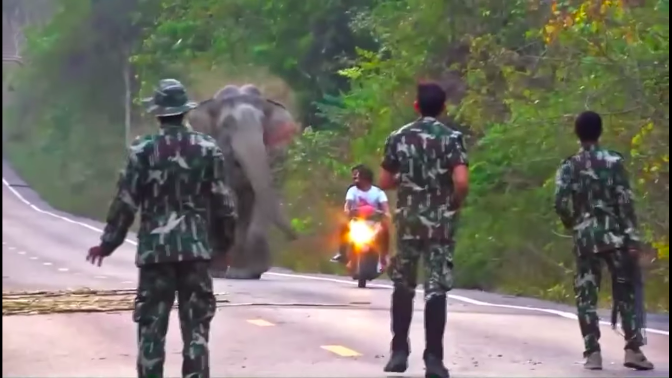 elephant-charges-rangers-protect
