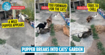 Lonely Pupper Breaks Into Cats' Garden, Adopts Cat-Like Manners To Fit In