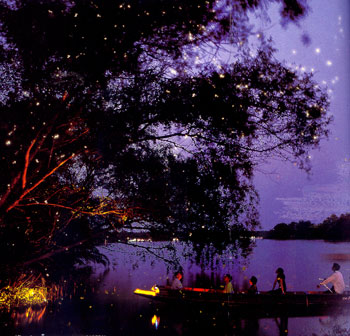 fireflies-at-Aumphawa