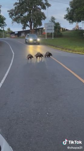 porcupines cross the road in Thailand