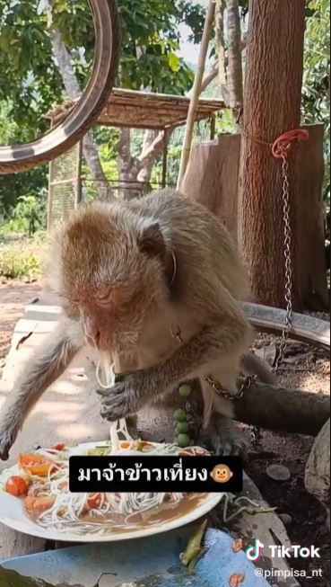 monkey eats rice noodle salad