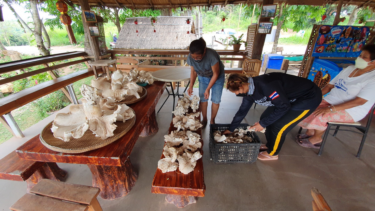 giant mushrooms discovered by granny in Thailand