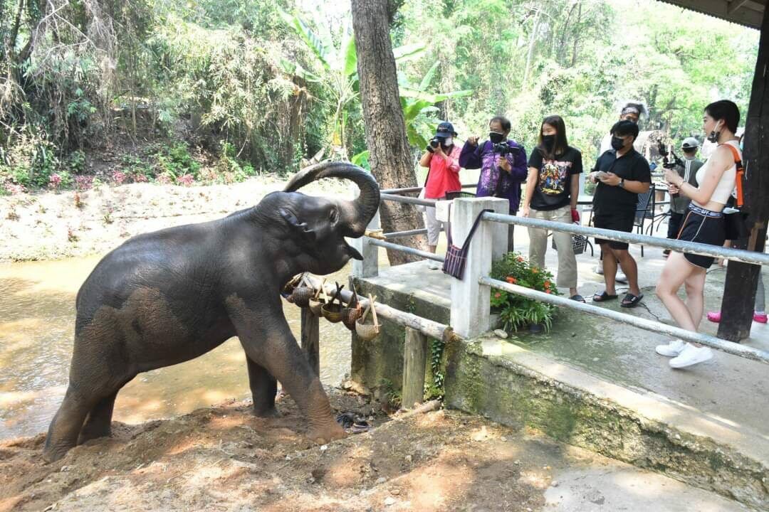 elephant camp 