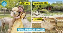 Alpaca Hill Is A Farm & Petting Zoo With New Zealand Vibes, Just 3 Hours From Bangkok