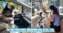 Thai Man Gets In The Car & Finds Unknown Siberian Husky, Brings It Back To Owner