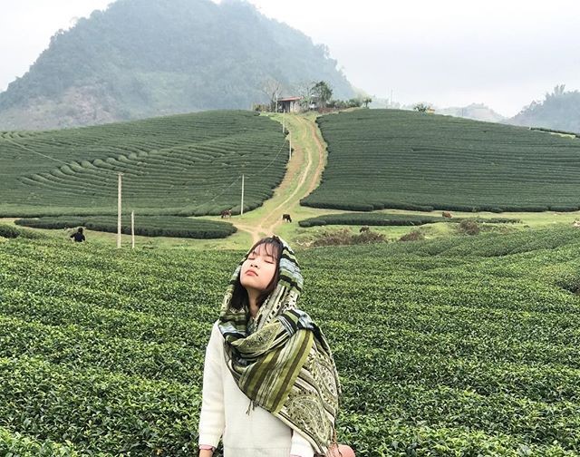 Vietnam natural landscape_tea plantation