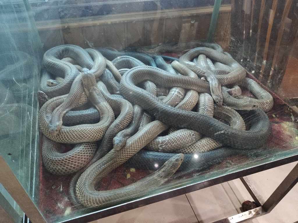weird vietnamese foods - living snake