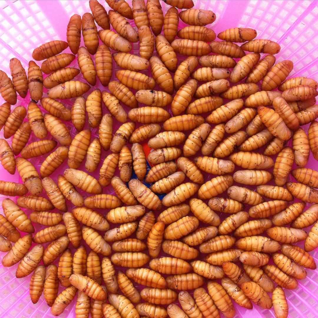 weird vietnamese foods - silkworm chrysalises