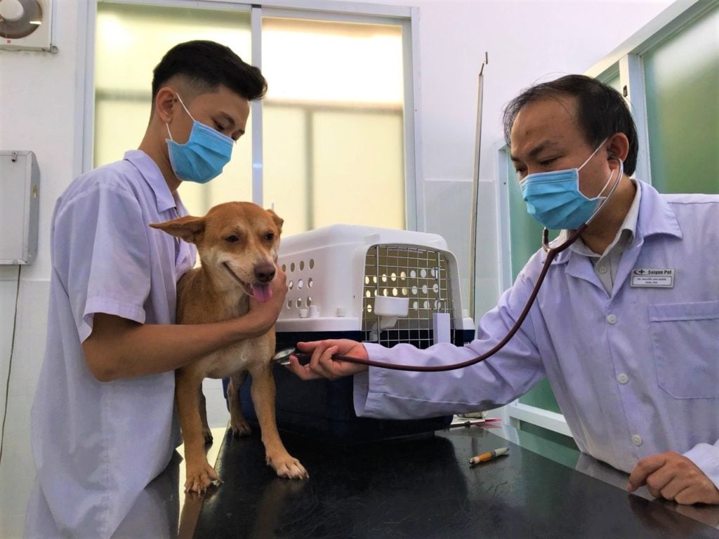 9 Veterinarian Clinics & Animal Hospitals In Saigon For Your Furkids