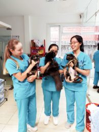 9 Veterinarian Clinics & Animal Hospitals In Saigon For Your Furkids